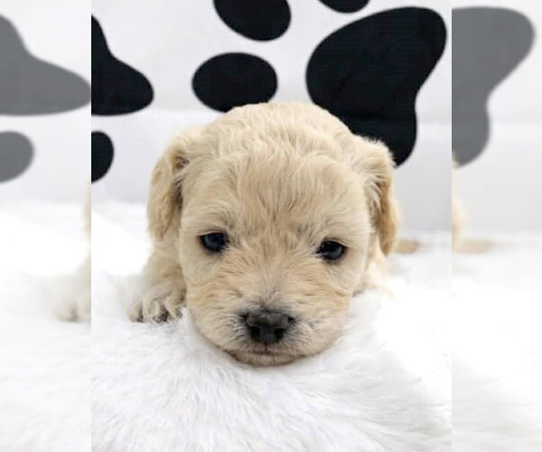 Medium Photo #3 Maltipoo (Miniature) Puppy For Sale in Corona, CA, USA