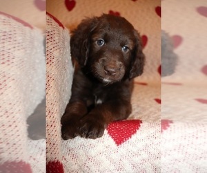 Goldendoodle Puppy for sale in HEADLAND, AL, USA