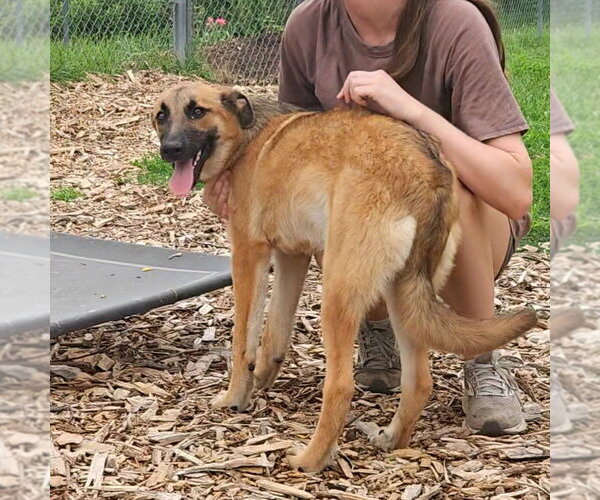 Medium Photo #4 German Shepherd Dog Puppy For Sale in Bloomingdale, NJ, USA