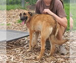 Small #3 German Shepherd Dog