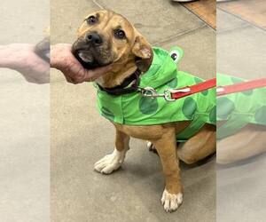 Mutt Dogs for adoption in Woodbury, NY, USA