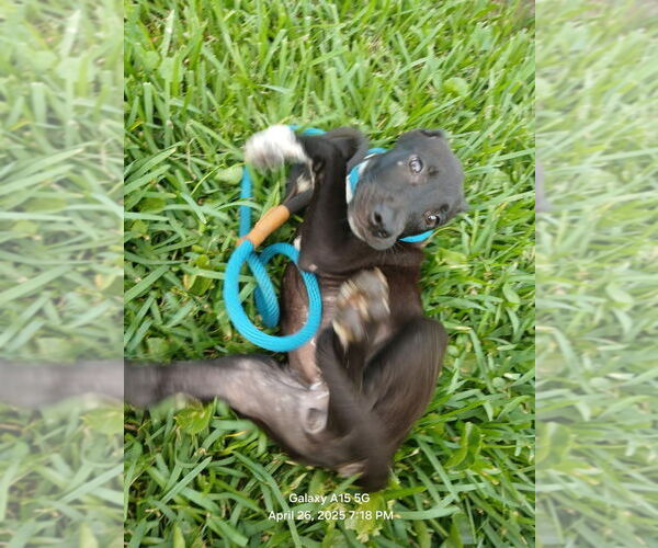 Medium Photo #4 Labrador Retriever-Unknown Mix Puppy For Sale in Oak Bluffs, MA, USA