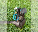 Small #3 Labrador Retriever Mix
