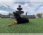 Small #34 German Shepherd Dog