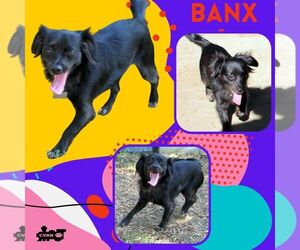 Spaniel-Unknown Mix Dogs for adoption in Lindsay, CA, USA