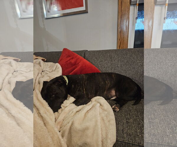 Medium Photo #8 Mutt Puppy For Sale in Farmington, MN, USA