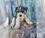 Small Photo #3 Schnauzer (Miniature) Puppy For Sale in NILES, MI, USA