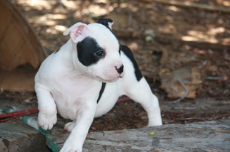 View Ad American Pit Bull Terrier Puppy For Sale Near Colorado Colorado Springs Usa Adn 14218