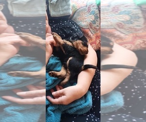 Airedale Terrier Puppy for sale in NEWTON, IA, USA