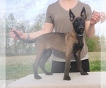 Small Photo #3 Belgian Malinois Puppy For Sale in FLAT ROCK, IL, USA