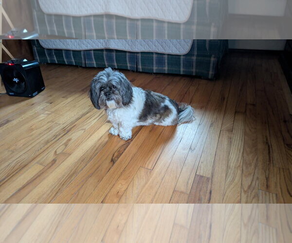 Medium Photo #4 Shih Apso Puppy For Sale in Westwood, NJ, USA
