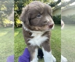 Small Photo #4 Australian Shepherd Puppy For Sale in WEST MONROE, LA, USA