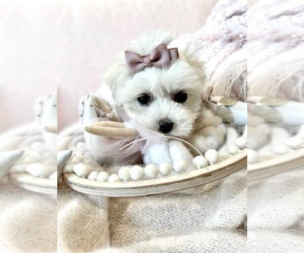 Medium Photo #9 Morkie Puppy For Sale in PALM BEACH, FL, USA