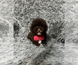 Poodle (Toy) Puppy for sale in JEFFERSONVILLE, IN, USA