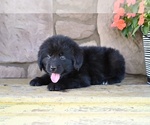 Small #6 Newfoundland
