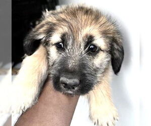 German Shepherd Dog-Unknown Mix Dogs for adoption in Houston, TX, USA