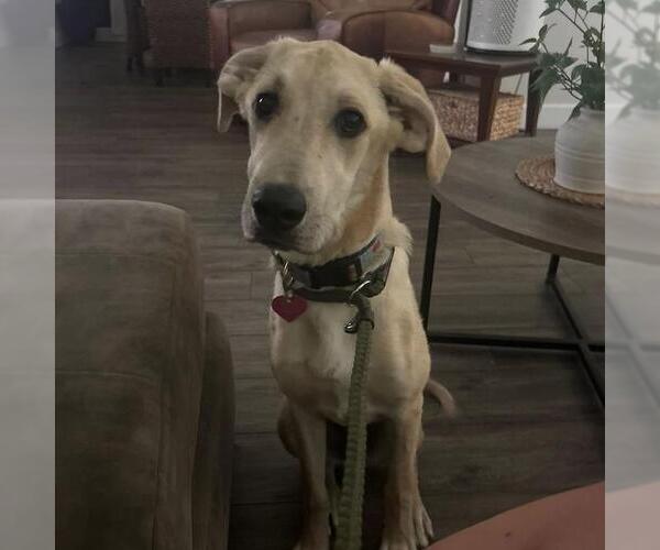 Medium Photo #12 Labrador Retriever-Unknown Mix Puppy For Sale in San Diego, CA, USA