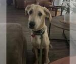 Small #11 Labrador Retriever Mix
