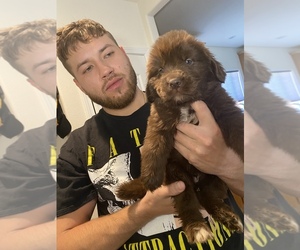 Newfoundland Puppy for sale in PARADISE, CA, USA