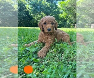Goldendoodle Puppy for sale in CORNERSVILLE, TN, USA
