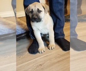Mastiff Puppy for sale in OTHELLO, WA, USA