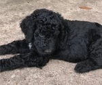 Small Photo #4 Poodle (Standard) Puppy For Sale in ABBEVILLE, LA, USA