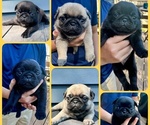 Small #1 Pug