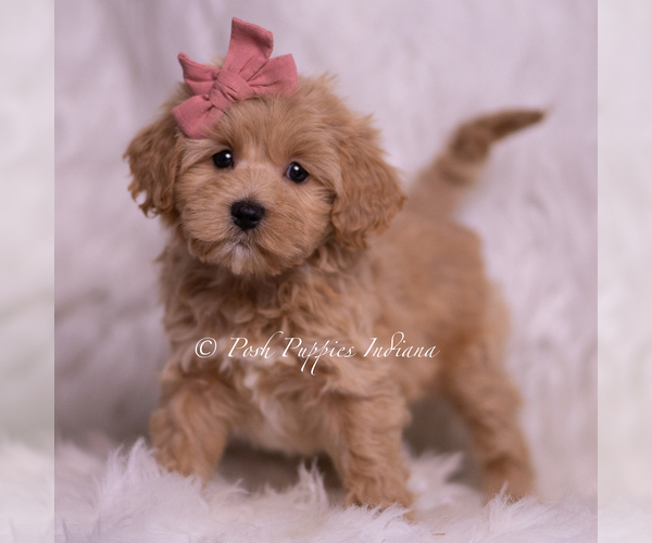 Medium Photo #74 Maltipoo (Miniature) Puppy For Sale in WARSAW, IN, USA