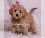 Puppy Joanna Maltipoo (Miniature)