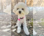 Small #5 Maltese