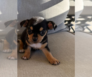 Chihuahua Puppy for sale in CASTLE HAYNE, NC, USA