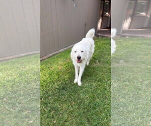 Max - Male Great Pyrenees-Unknown Mix Dog for Adoption - Photo #2