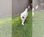Small #1 Great Pyrenees Mix