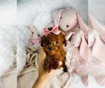 Small #13 Poodle (Toy)
