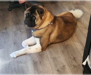Father of the Akita puppies born on 07/23/2025