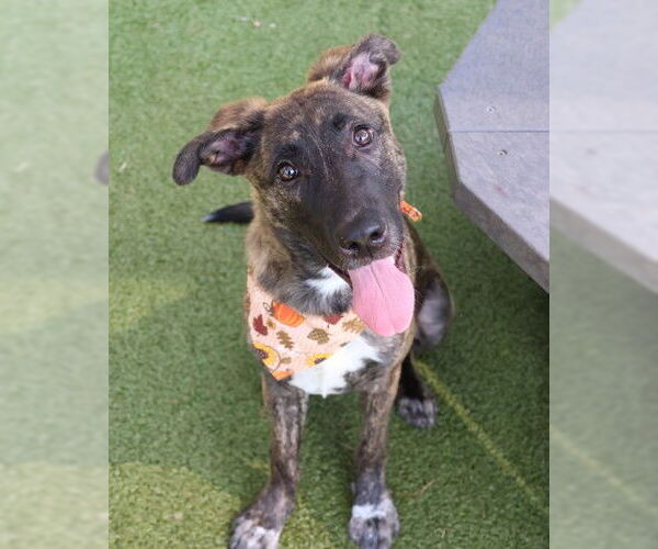 Medium Photo #1 Mutt Puppy For Sale in Rockaway, NJ, USA