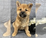Small Shiba Inu