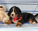 Small Photo #1 Bernese Mountain Dog Puppy For Sale in CLAY, PA, USA