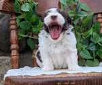 Small Photo #55 Havanese Puppy For Sale in GOSHEN, IN, USA