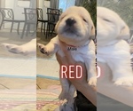 Puppy 2 Golden Labrador