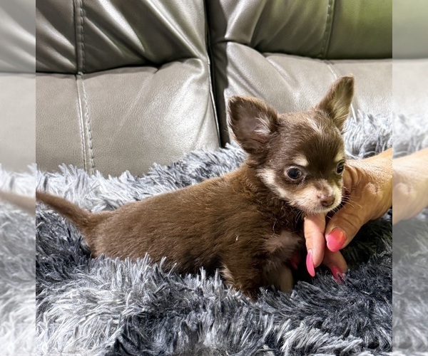 Medium Photo #4 Chihuahua Puppy For Sale in BELTON, MO, USA