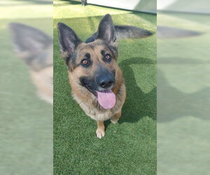 German Shepherd Dog Dogs for adoption in Fremont, CA, USA