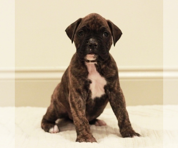 Medium Photo #2 Boxer Puppy For Sale in DENVER, PA, USA