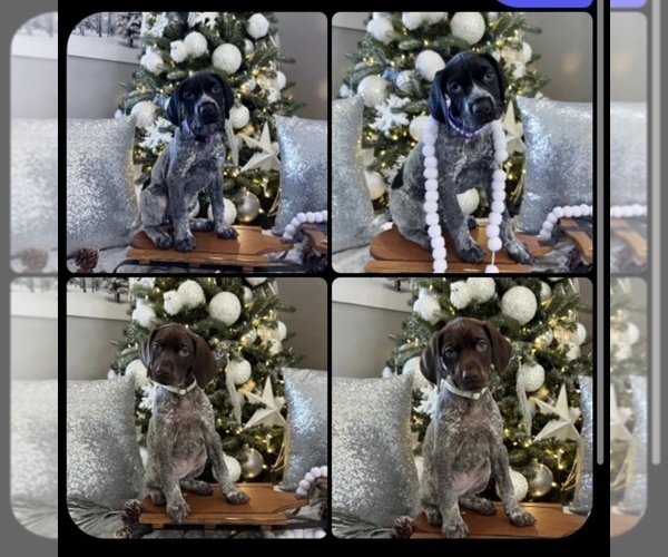 Medium Photo #1 German Shorthaired Pointer Puppy For Sale in MAYNARDVILLE, TN, USA