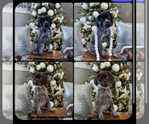 German Shorthaired Pointer Puppy for sale in MAYNARDVILLE, TN, USA