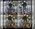 Small Photo #1 German Shorthaired Pointer Puppy For Sale in MAYNARDVILLE, TN, USA