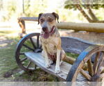 Small #12 Mutt