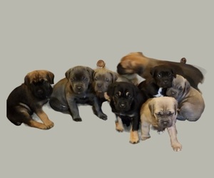 Cane Corso Puppy for sale in EL RENO, OK, USA
