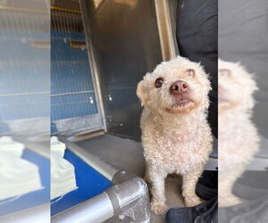 Poodle (Toy) Dogs for adoption in Camarillo, CA, USA