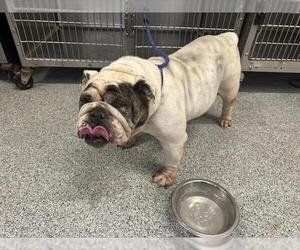 Bulldog Dogs for adoption in Houston, TX, USA